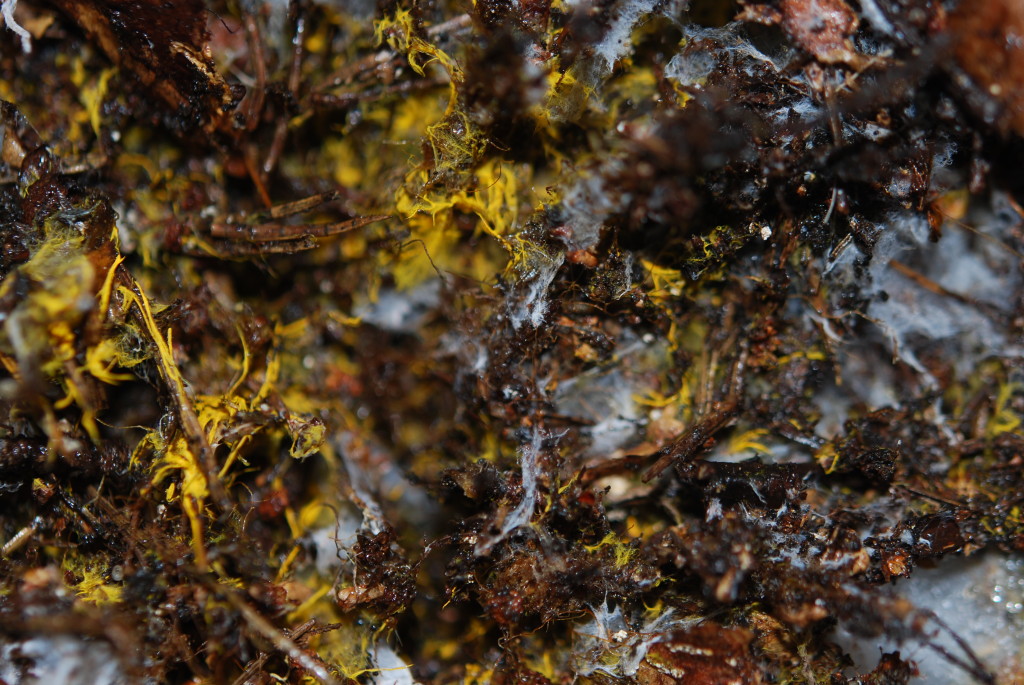 Gult och vitt mycel som växer tillsammans med rötter och förna. Foto: Petra Fransson